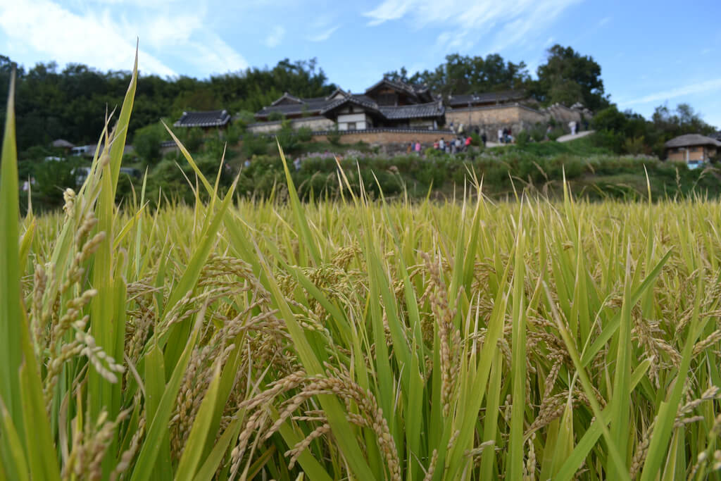 Gyeongju Em Fevereiro 2025 - Clima, Tempo E Temperatura Em Fevereiro ...